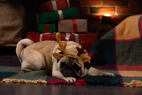 Viejo año nuevo pug en el estudio — Foto de Stock