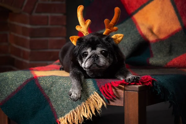 Viejo año nuevo pug en el estudio — Foto de Stock