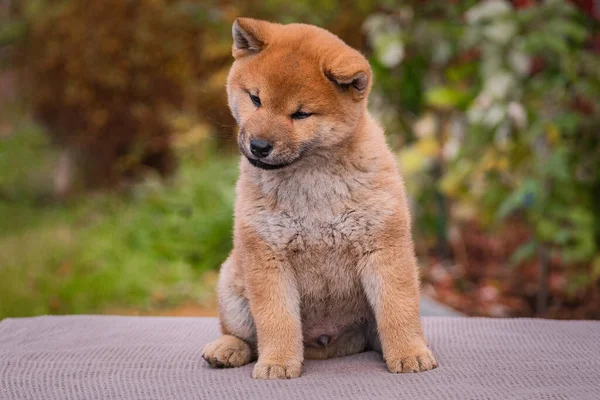 Pequenos cachorrinhos shiba inu — Fotografia de Stock