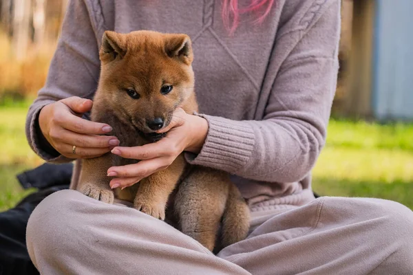 Malá štěňátka shiba inu — Stock fotografie