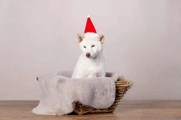 Bianco nuovo anno natale shiba inu shikoku hokkaido cane — Foto Stock