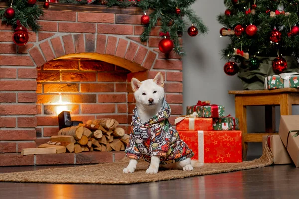 Weiße Weihnachten shiba inu shikoku hokkaido Hund — Stockfoto