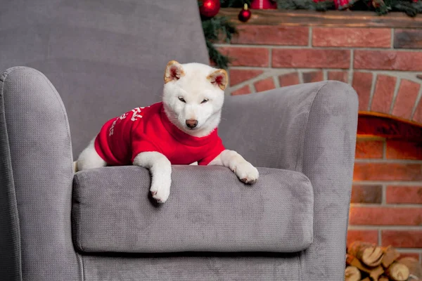 Ano novo branco natal shiba inu shikoku hokkaido cão — Fotografia de Stock