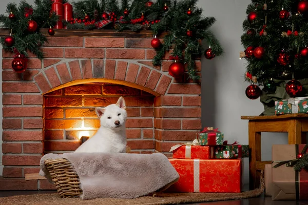 Biały nowy rok Boże Narodzenie shiba inu shikoku hokkaido pies — Zdjęcie stockowe