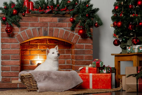 Blanco año nuevo navidad shiba inu shikoku hokkaido perro — Foto de Stock