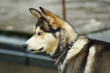 advies. bedrijfsconcept