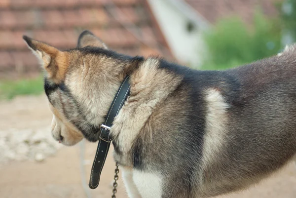 Husky kutya a fű — Stock Fotó