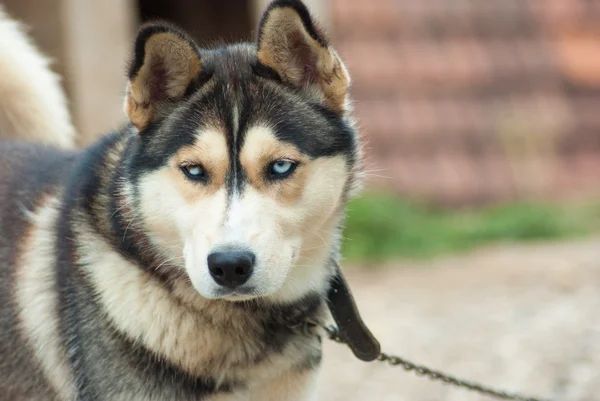 Husky kutya a fű — Stock Fotó