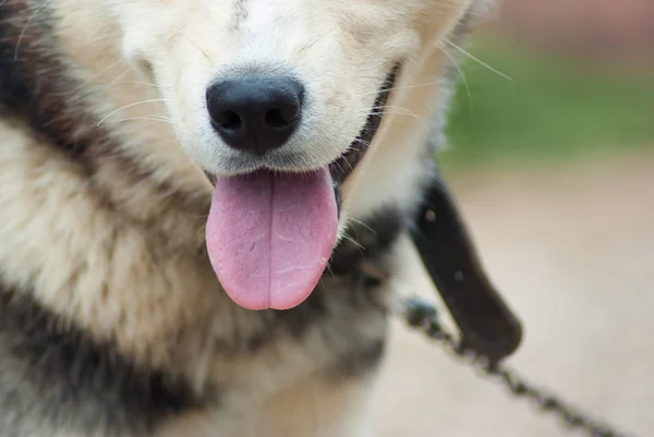 Cão husky na grama — Fotografia de Stock