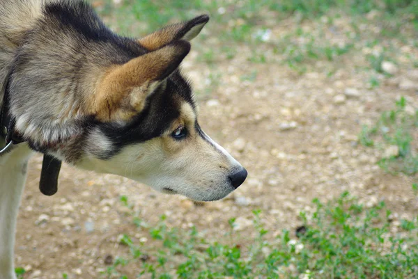 Husky kutya a fű — Stock Fotó