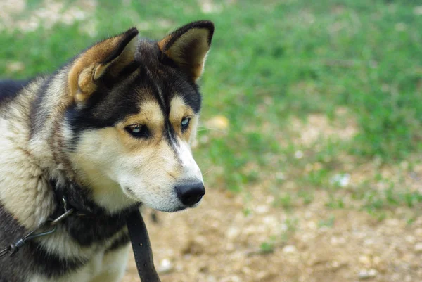 草の上のハスキー犬 — ストック写真