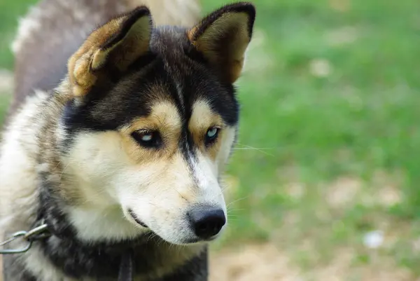 草の上のハスキー犬 — ストック写真