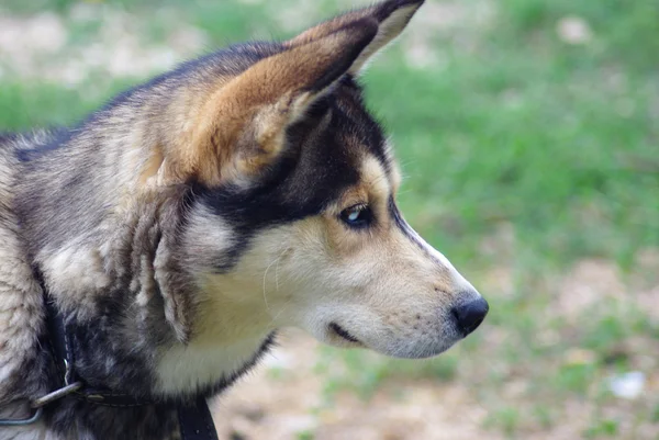 Husky kutya a fű — Stock Fotó