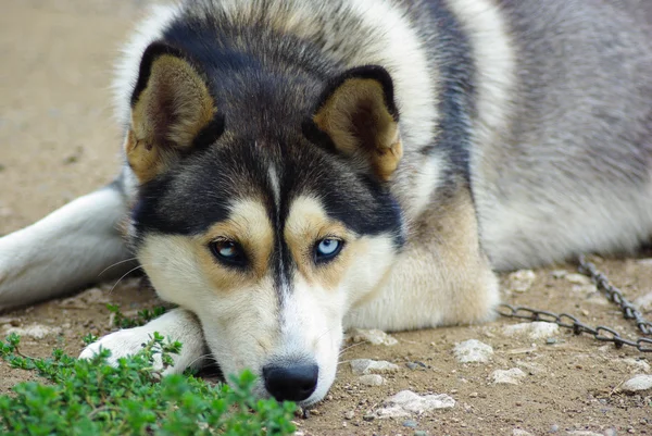 Cão husky na grama — Fotografia de Stock