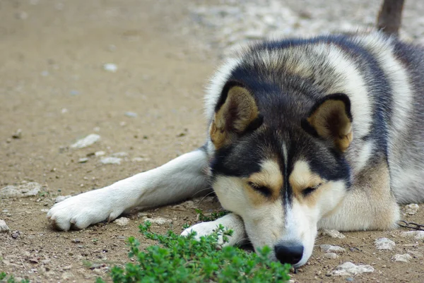 Chien husky sur herbe — Photo