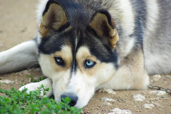 Husky kutya a fű — Stock Fotó