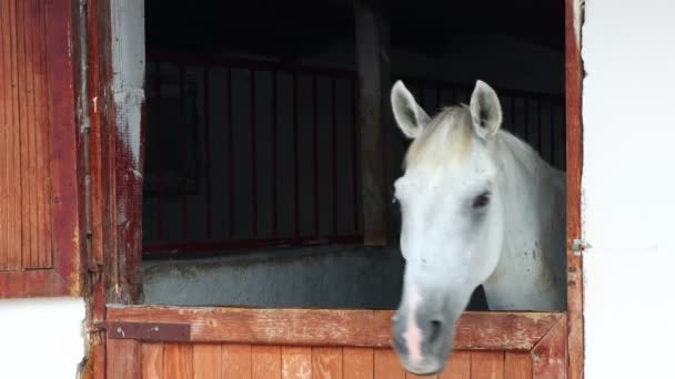 Retrato Cavalo Branco Estábulo Celeiro — Vídeo de Stock