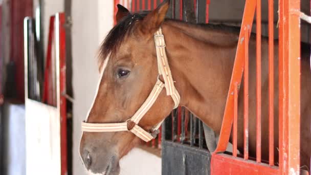 Retrato Cavalo Marrom Estábulo Celeiro — Vídeo de Stock