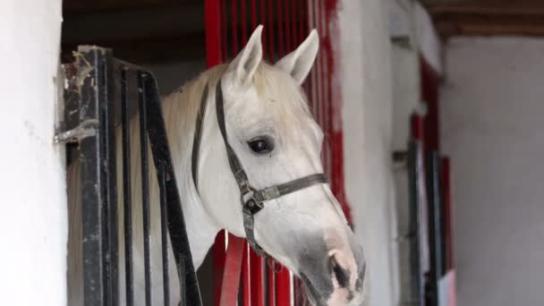 Portrét Bílého Koně Stáji Stodoly — Stock video