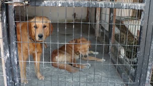 Zwei traurige Golden Retriever Hunde warten im eisernen Zaun darauf, im Tierheim adoptiert zu werden. Verlassene Tiere in Gefangenschaft