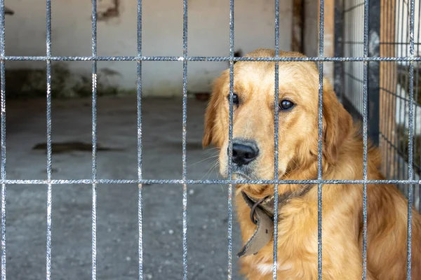 Mutsuz Golden Retriever köpeği demir çitin içinde hayvan barınağında evlat edinilmeyi bekliyor. Esaret altındaki hayvanlar