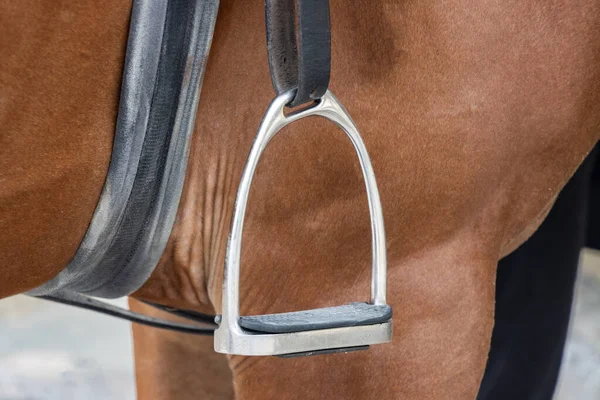 Horse bridles harness hanging on the wall