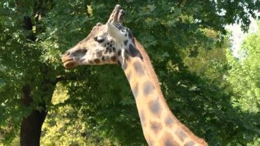 Yeşil ormanda bir zürafa