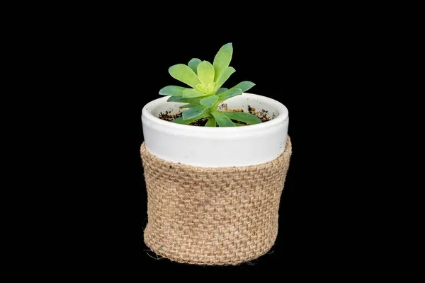 Green Plant Flower Pot Home Garden Decoration Isolated Black Background — Stock Photo, Image