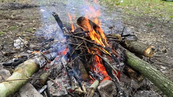 Lägereld Skogen Vedeld Träd Stubbe Eld — Stockvideo