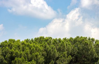Trees and blue cloudy sky background, sunny summer time