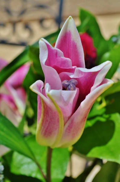 A close-up of a lily bloom. — Stock Photo, Image