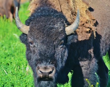 bir bufalo yakın çekim.