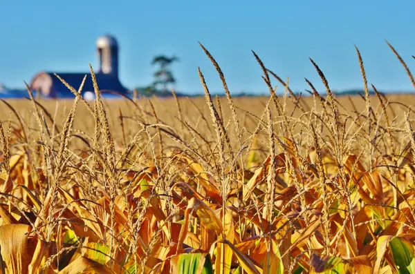 Primer plano de los granos de maíz en un campo . — Foto de Stock