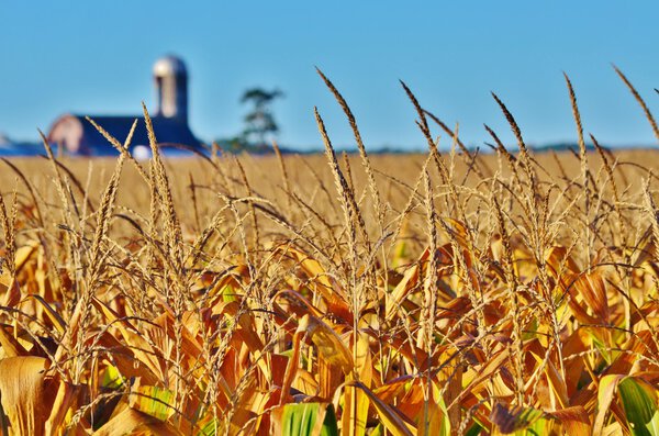 Крупный план кукурузных теней в поле
.
