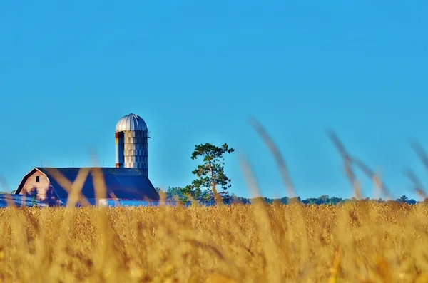 Granero en un campo de maíz . — Foto de Stock