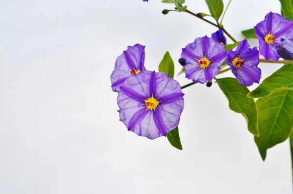 ジャガイモ ブッシュの花のクローズ アップ. — ストック写真