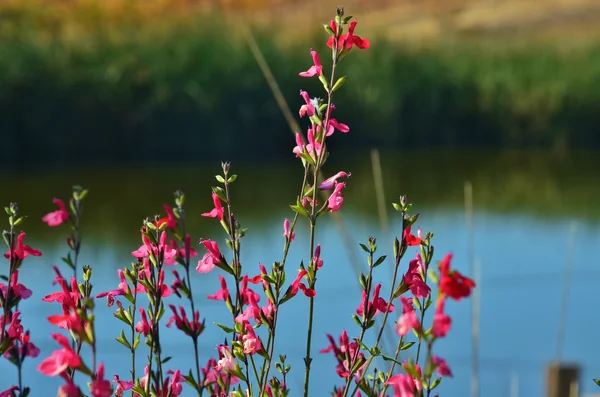 Fleurs sauvages rouges près d'un lac . Photo De Stock