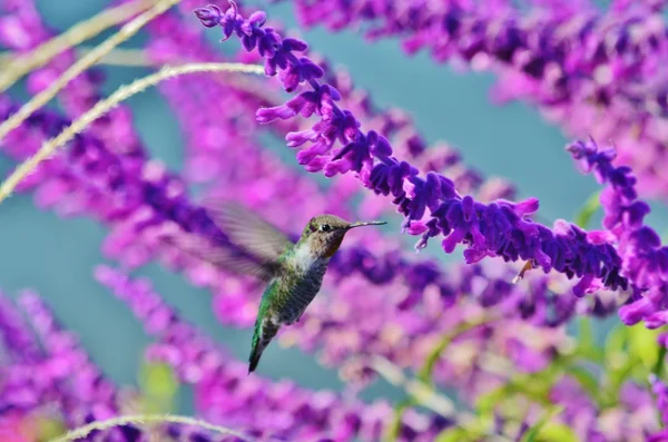 Un colibri au milieu de la glycine pourpre . Images De Stock Libres De Droits