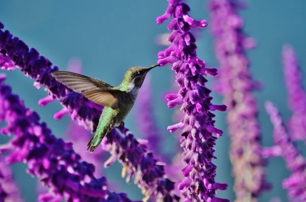 Hummingbird karmienia na wisteria. — Zdjęcie stockowe