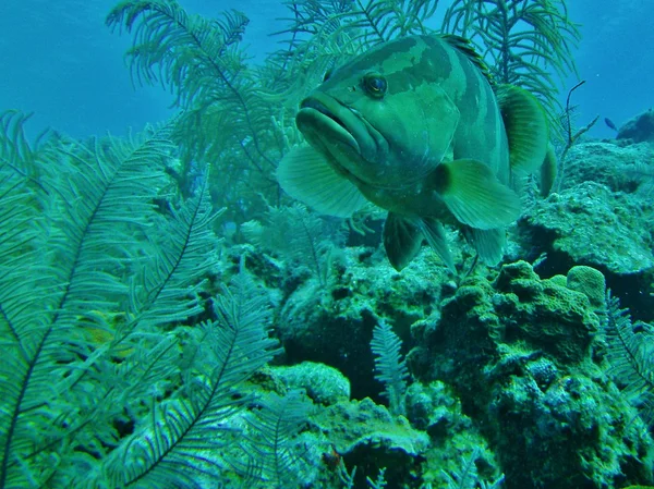 Large grouper in the Caribbean. — Stock Photo, Image