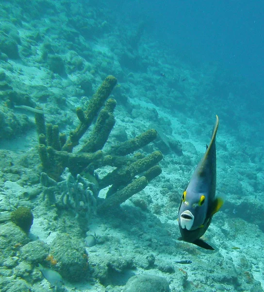 Pești tropicali de culoare strălucitoare . — Fotografie, imagine de stoc