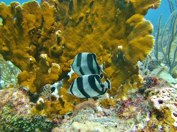 カリブの海で熱帯魚. — ストック写真