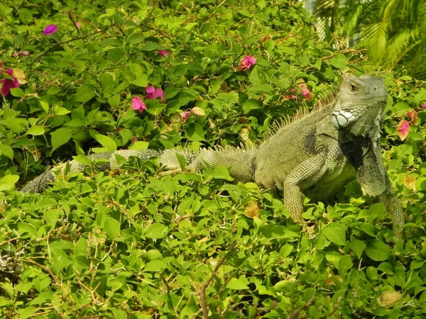 Iguana sur un buisson — Photo