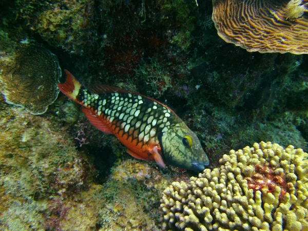 Peces loro alimentándose de coral —  Fotos de Stock