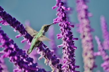 Wisteria üzerinde besleme sinek kuşu.