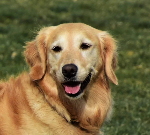 Close Golden Retriever Dog Competitive Obedience Dog Show Trial — Stock fotografie
