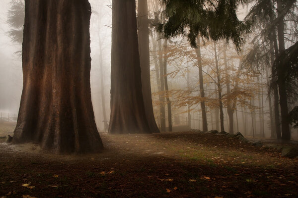 Лес с деревьями и туманом
