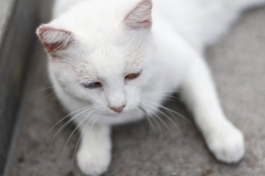 kedi dinlenme