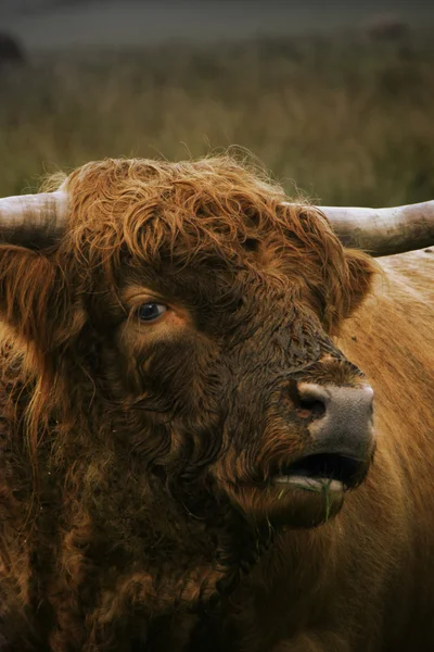 Schottische Kuh — Stockfoto