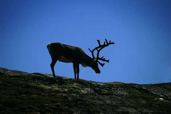 Reindeer on the mountain — Stock Photo, Image